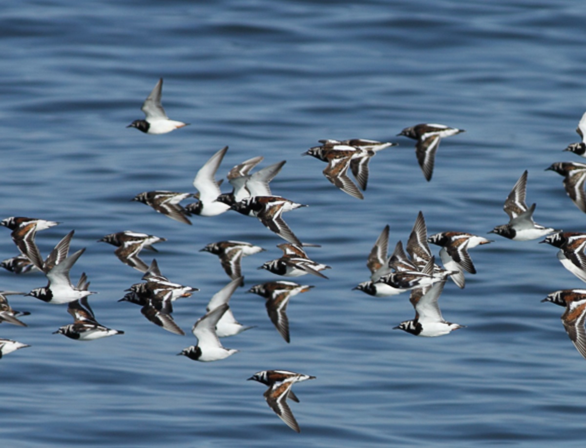 Vogels op Texel