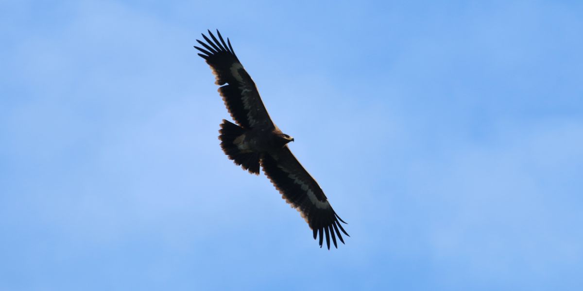 De grootste roofvogeltrek van de WP