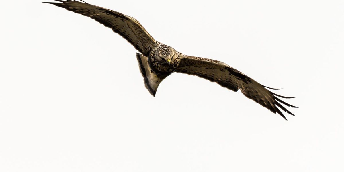 Ruigpootbuizerd of 'gewone' Buizerd?